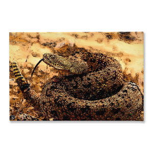 Rattle Snake Canvas Print "Don't Tread"