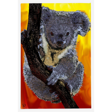 Load image into Gallery viewer, Koala Bear Canvas Print &quot;Natural Mystic&quot;