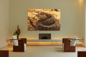 Rattle Snake Canvas Print "Don't Tread"