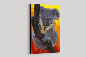 Koala Bear Canvas Print "Natural Mystic"